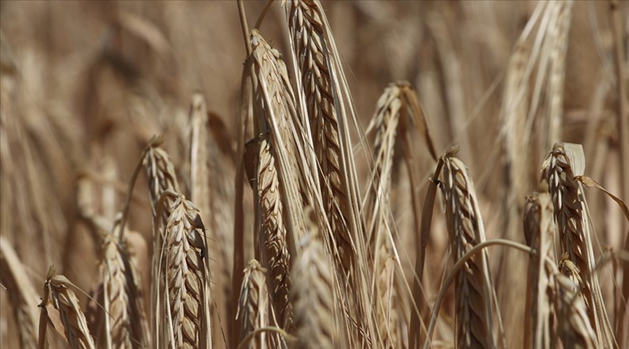 Buğday Üretiminde 2023 Yılı Hedefi 20 Milyon Ton