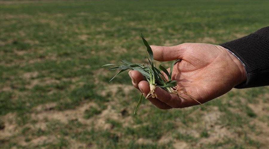 ‘Kuraklık, Hubatta Rekolteyi Etkilemeyecek’