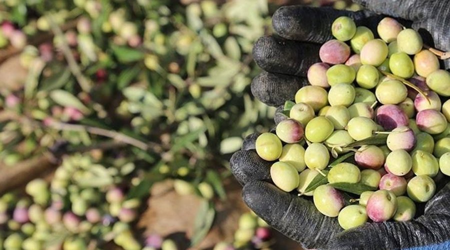 Marmarabirlik Ürün Alım Fiyatlarını Güncelledi