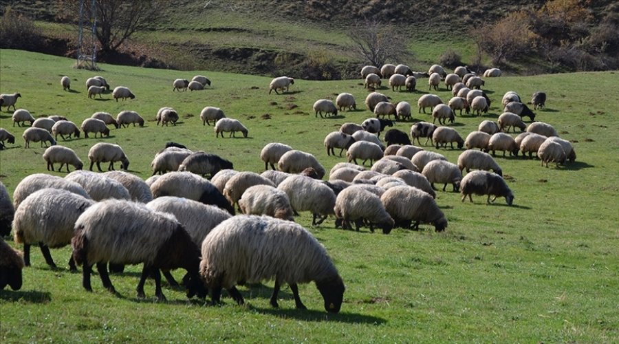 Tarım ve Orman Bakanlığı'nın Çoban Desteği Sürüyor