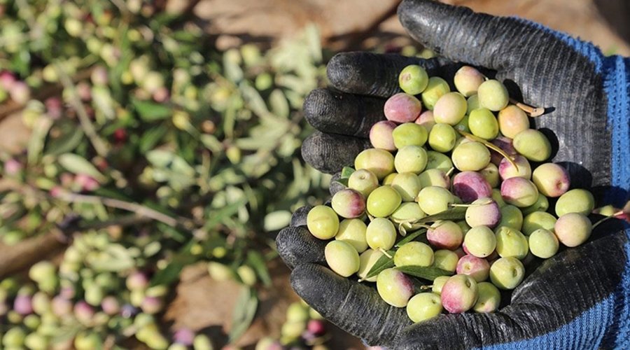 Zeytin Üreticisine Erken Ödeme